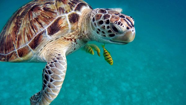 Quels sont les secrets pour une expérience de plongée en apnée avec les tortues aux Maldives ?